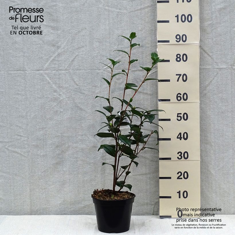 Spécimen de Camélia Adolphe Audusson - Camellia japonica tel que livré en automne