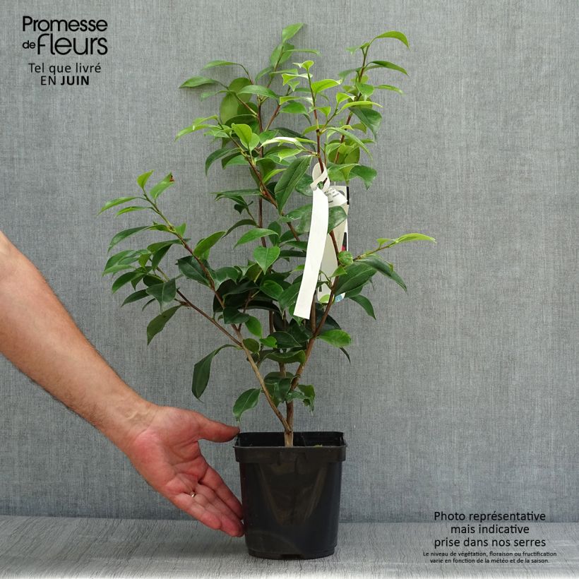 Spécimen de Camélia Blood of China - Camellia japonica Pot de 2L/3L tel que livré en été