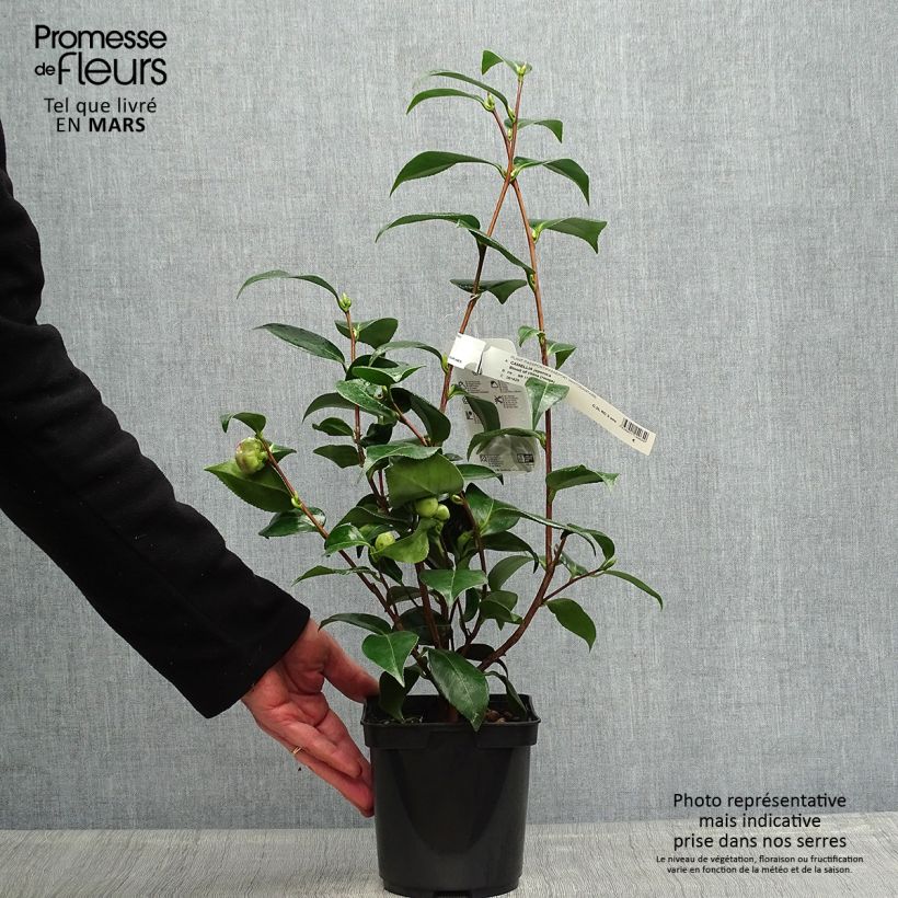 Spécimen de Camélia Blood of China - Camellia japonica Pot de 2L/3L tel que livré au printemps