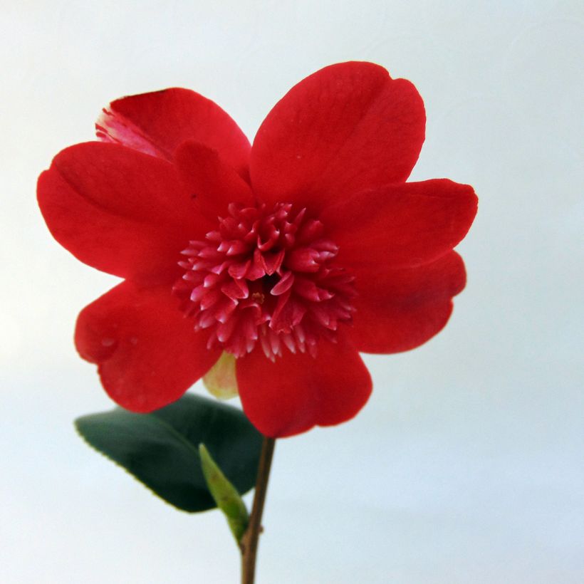 Camelia Bob's Tinsie - Camellia japonica (Floraison)