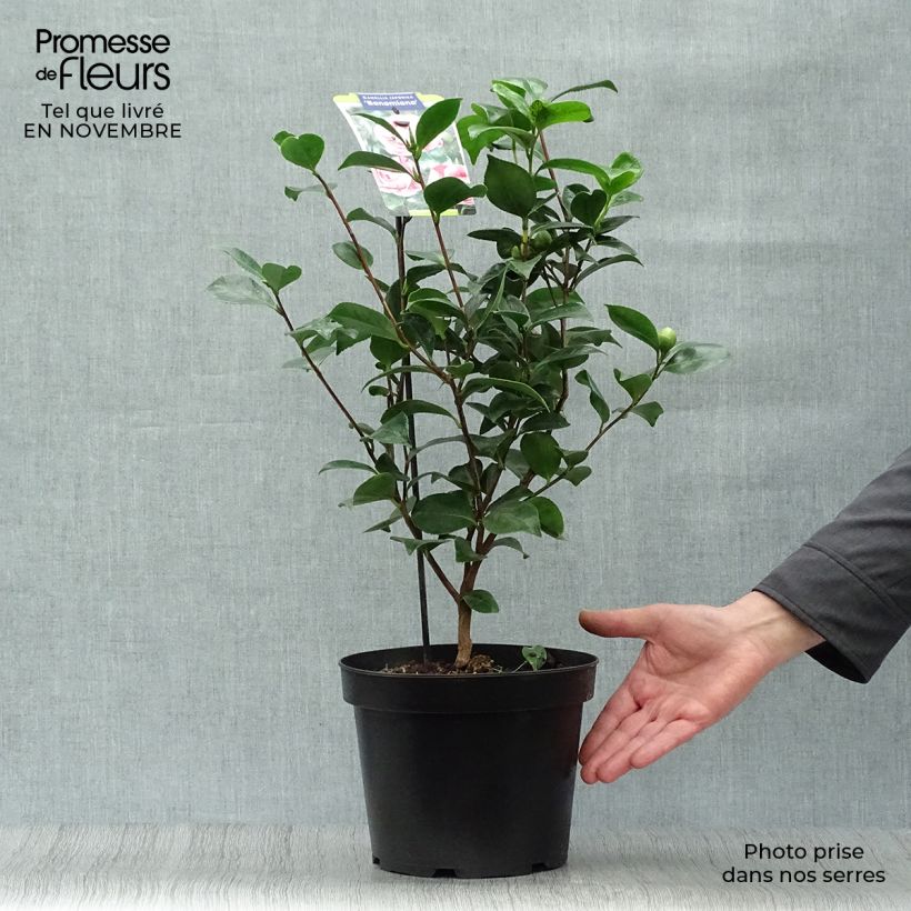 Spécimen de Camélia Bonomiana - Camellia japonica Pot de 3L/4L tel que livré en automne