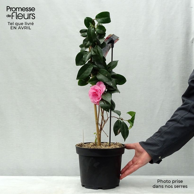 Spécimen de Camélia Bonomiana - Camellia japonica tel que livré au printemps