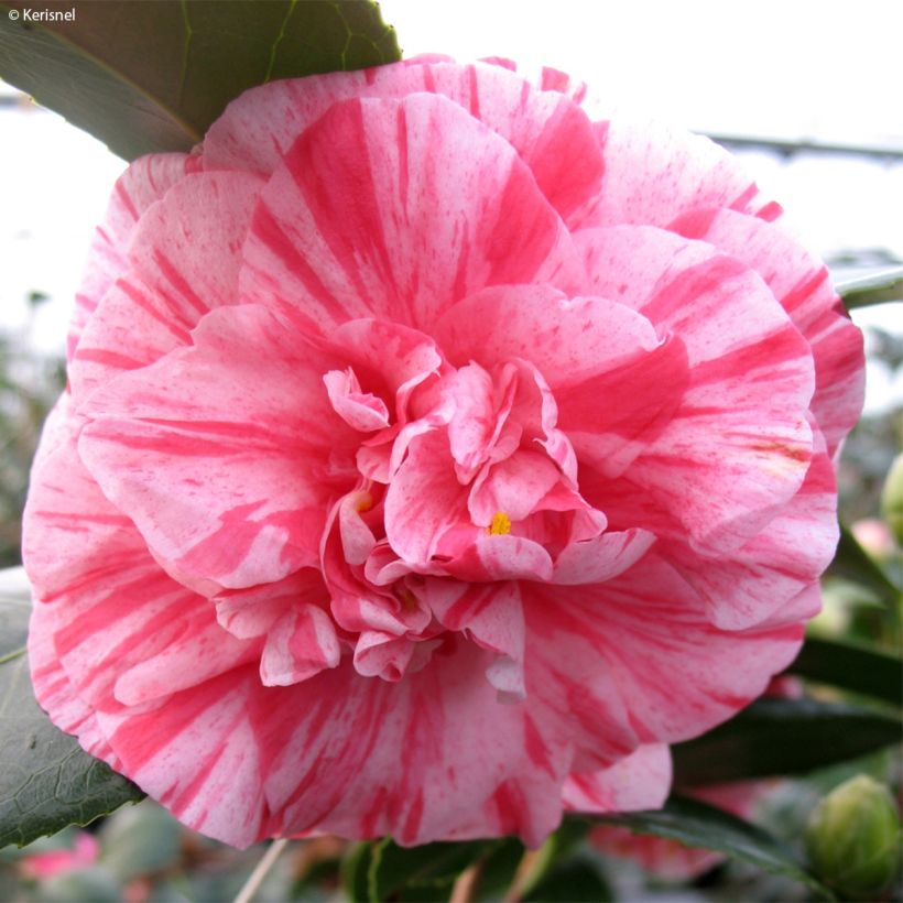 Camélia Comte de Gomer - Camellia japonica (Floraison)