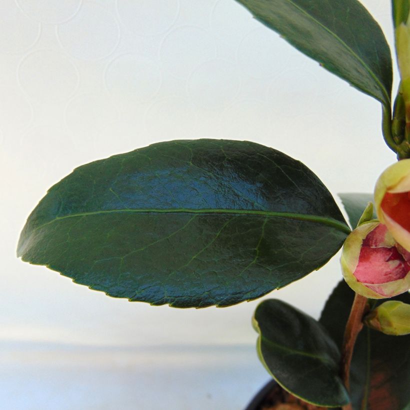 Camélia Coquetti - Camellia japonica (Feuillage)