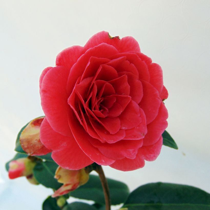 Camélia Coquetti - Camellia japonica (Floraison)