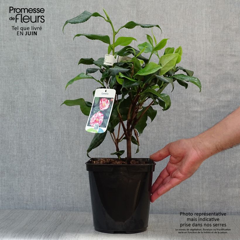 Spécimen de Camélia Dainty California - Camellia japonica Pot de 2L/3L tel que livré en été