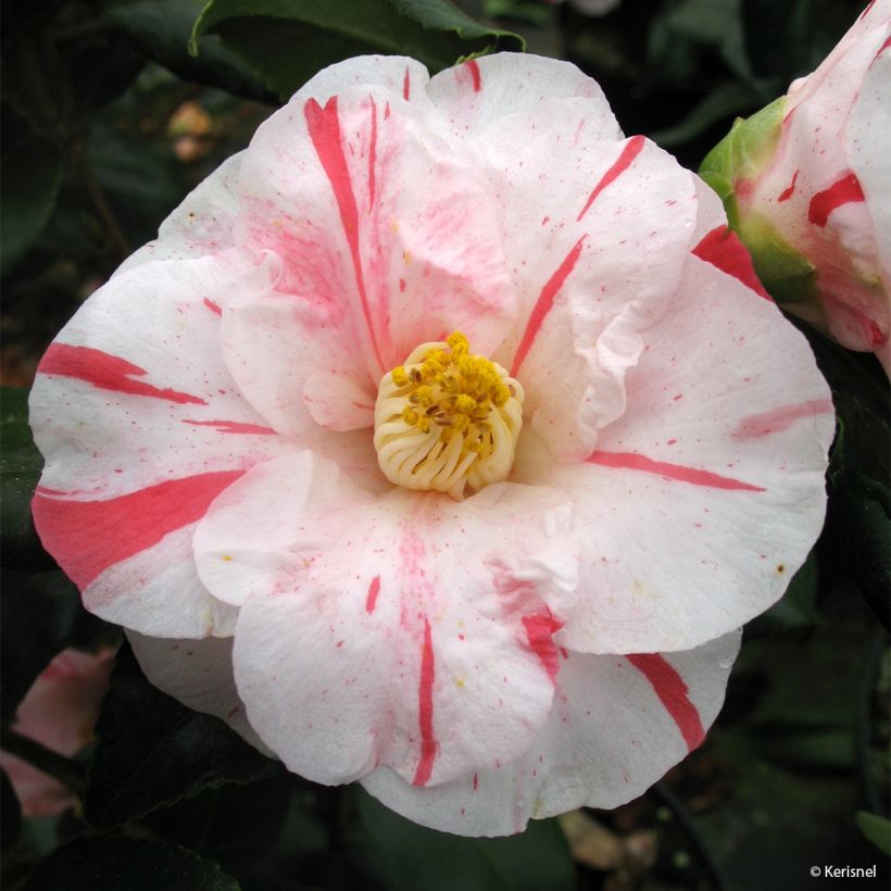 Camélia Dainty California - Camellia japonica (Floraison)