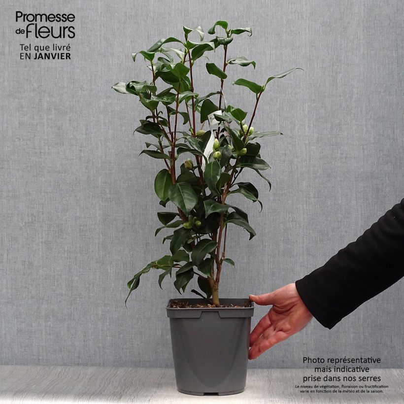 Spécimen de Camélia Dainty California - Camellia japonica tel que livré en hiver