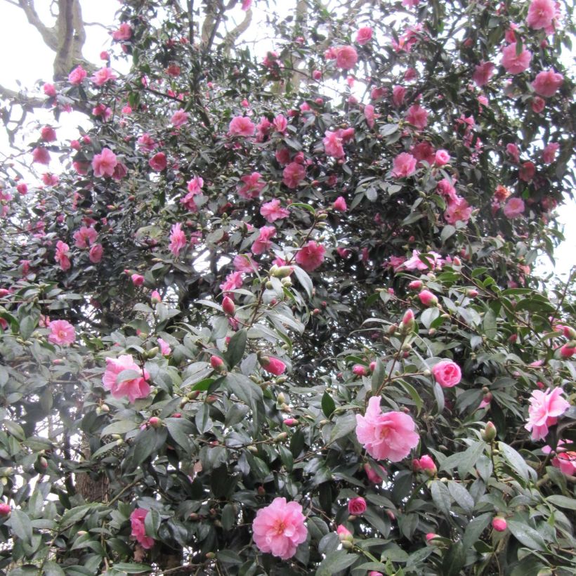 Camélia Donation - Camellia (x) williamsii (Floraison)