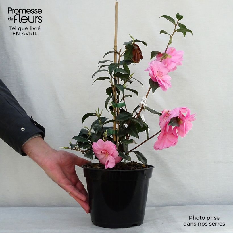 Spécimen de Camélia Donation - Camellia (x) williamsii Pot de 4L/5L tel que livré au printemps