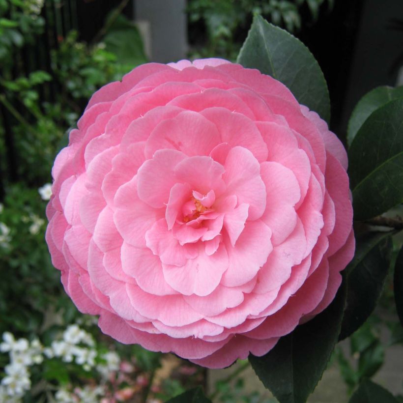 Camélia EG Waterhouse - Camellia (x) williamsii  (Floraison)