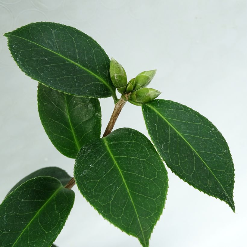 Camélia EG Waterhouse - Camellia (x) williamsii  (Feuillage)