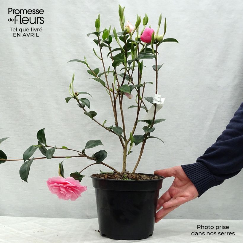 Spécimen de Camélia EG Waterhouse - Camellia (x) williamsii  Pot de 4L/5L tel que livré au printemps