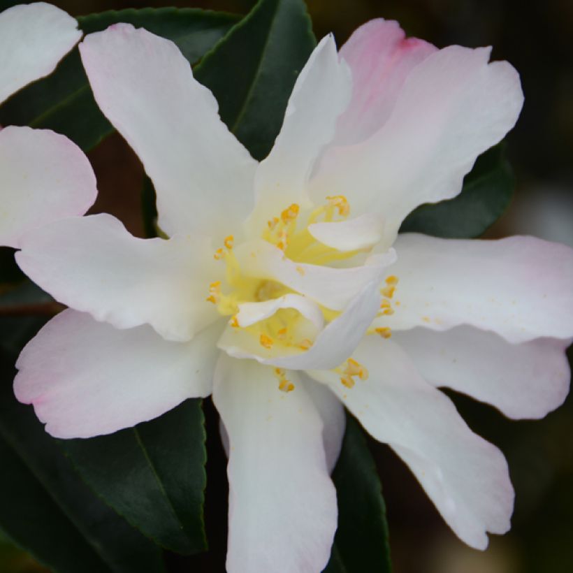 Camelia d'automne - Camellia sasanqua Frosted Star (Floraison)