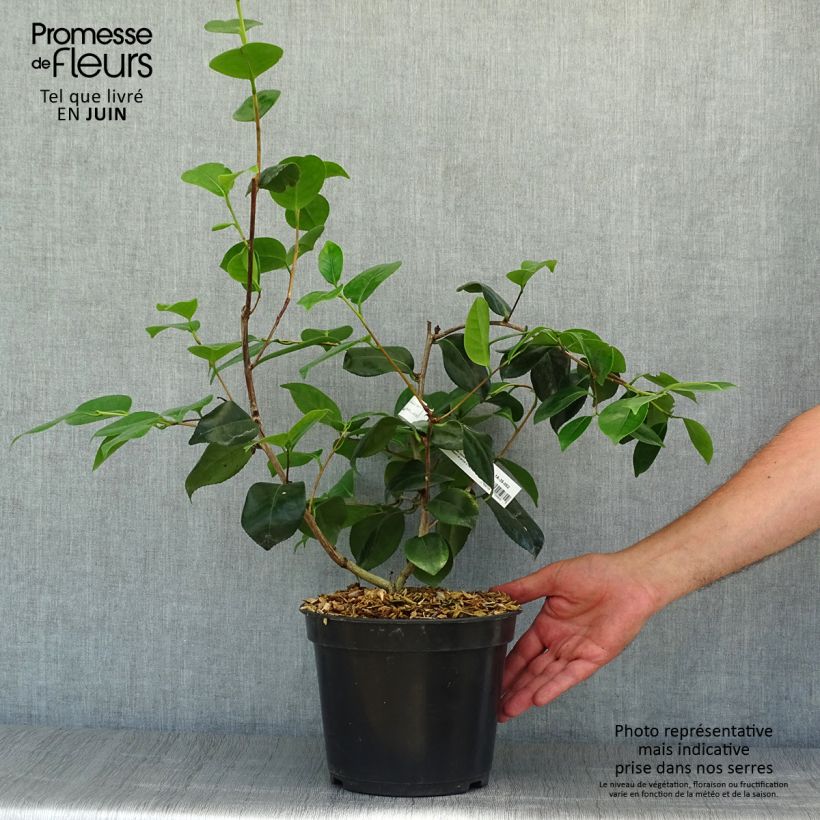 Spécimen de Camelia Fuji - Camellia japonica de Higo Pot de 4L/5L tel que livré en été