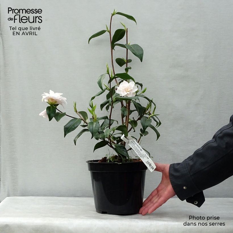 Spécimen de Camélia Hagoromo - Camellia japonica tel que livré au printemps