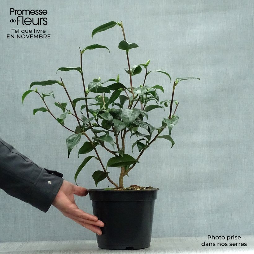 Spécimen de Camélia Hagoromo - Camellia japonica Pot de 4L/5L tel que livré en automne
