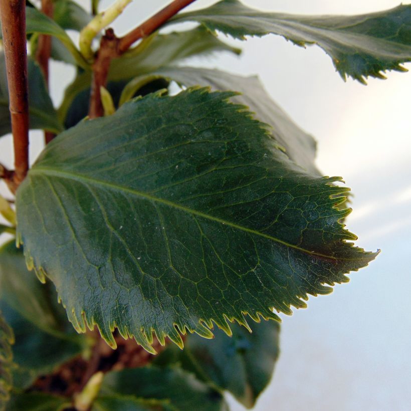 Camelia Holly Bright - Camellia japonica (Feuillage)