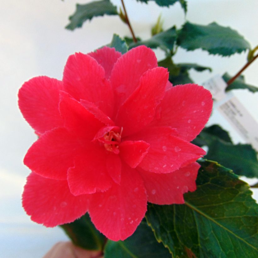 Camelia Holly Bright - Camellia japonica (Floraison)