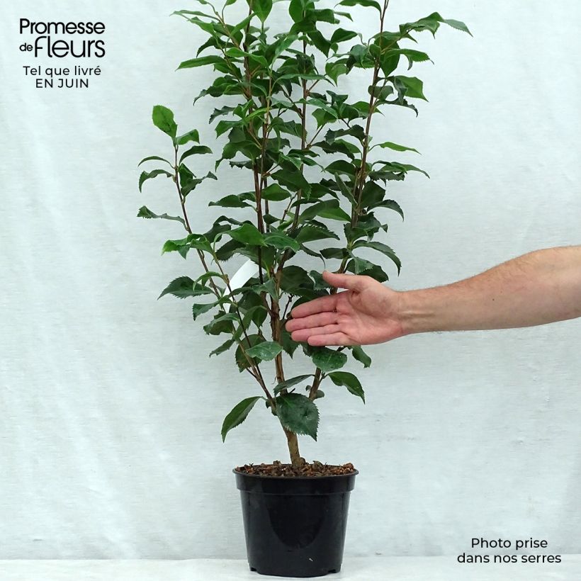 Spécimen de Camelia Holly Bright - Camellia japonica Pot de 4L/5L tel que livré en été