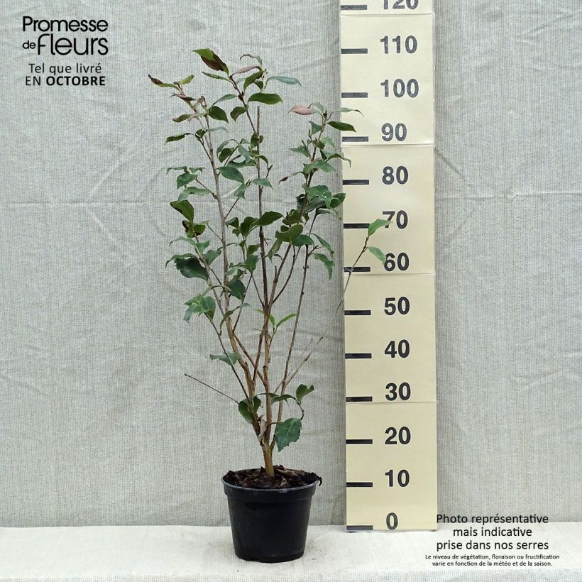 Spécimen de Camelia Holly Bright - Camellia japonica Pot de 4L/5L tel que livré en automne