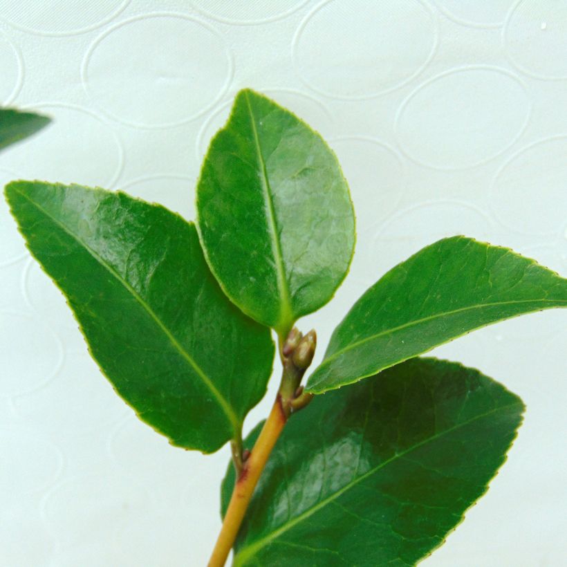 Camélia Il Gioiello - Camellia japonica (Feuillage)