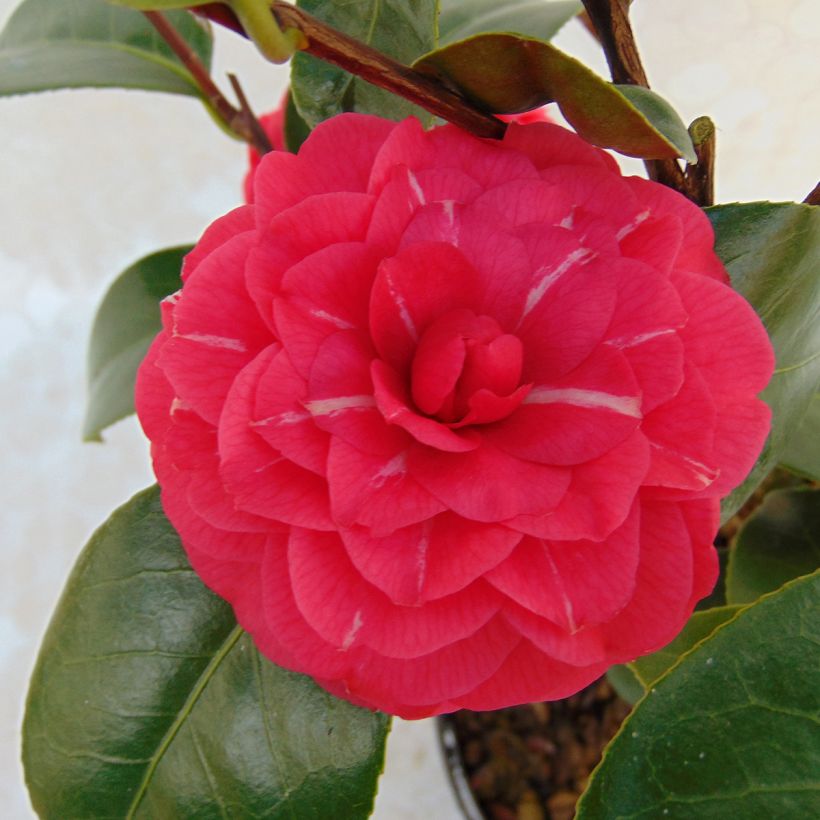 Camélia Il Gioiello - Camellia japonica (Floraison)