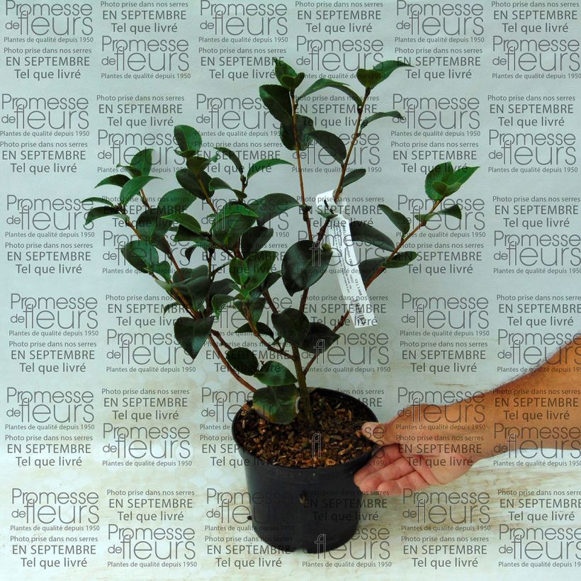 Exemple de spécimen de Camélia Il Gioiello - Camellia japonica Pot de 2L/3L tel que livré