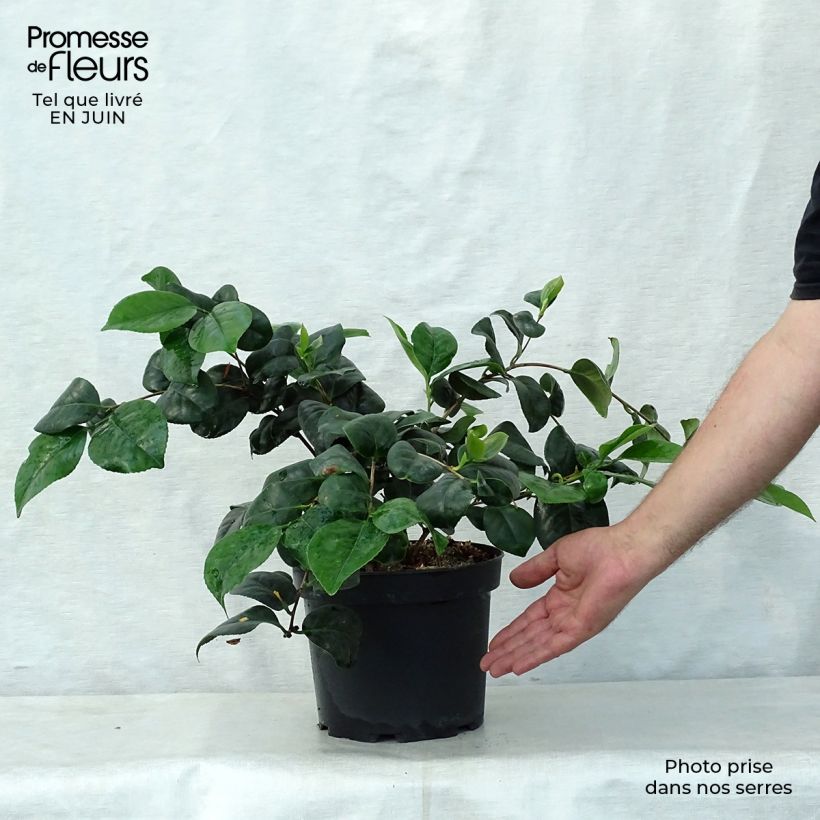 Spécimen de Camélia Lady Campbell - Camellia japonica Pot de 3L/4L tel que livré en été
