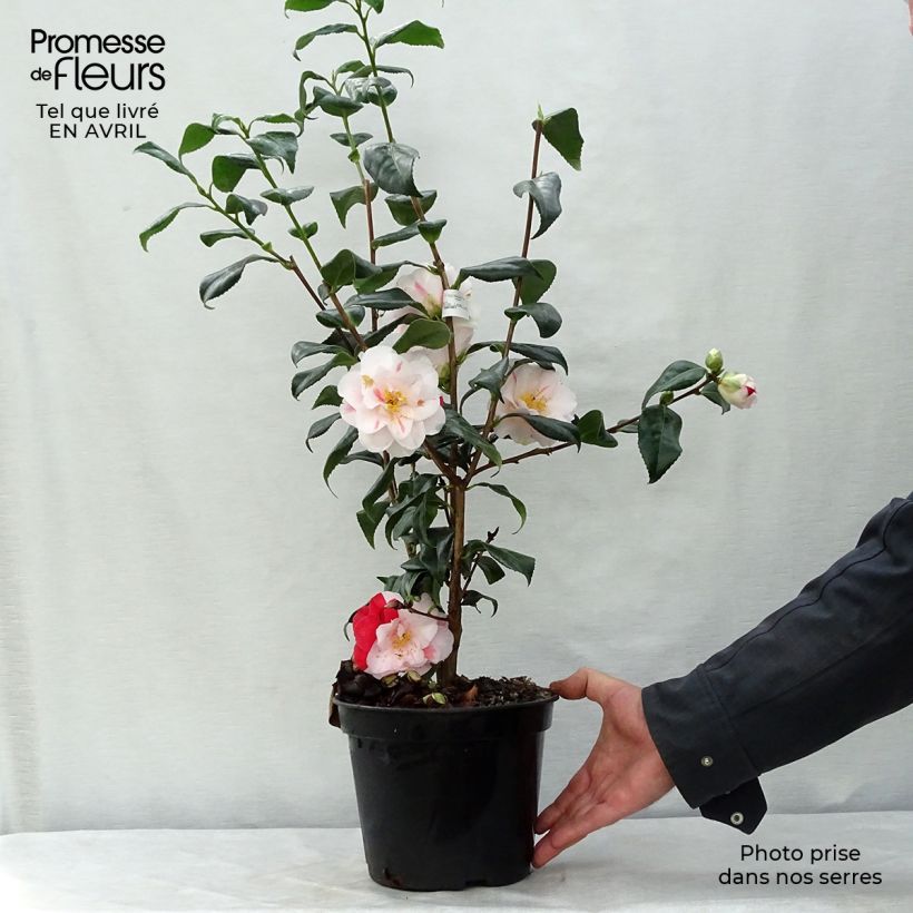 Spécimen de Camélia Lady Vansittart - Camellia japonica tel que livré au printemps