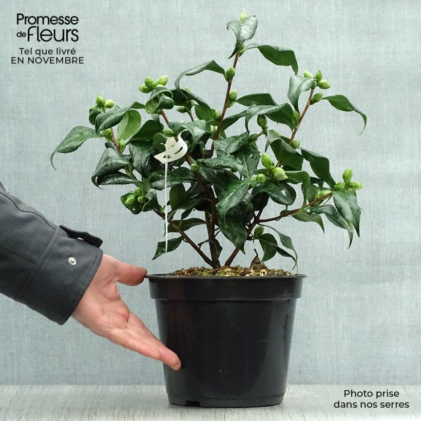 Spécimen de Camélia Lady Vansittart - Camellia japonica Pot de 3L/4L tel que livré en automne