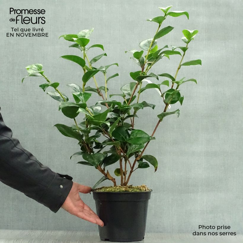Spécimen de Camélia Lavinia Maggi - Camellia japonica tel que livré en automne