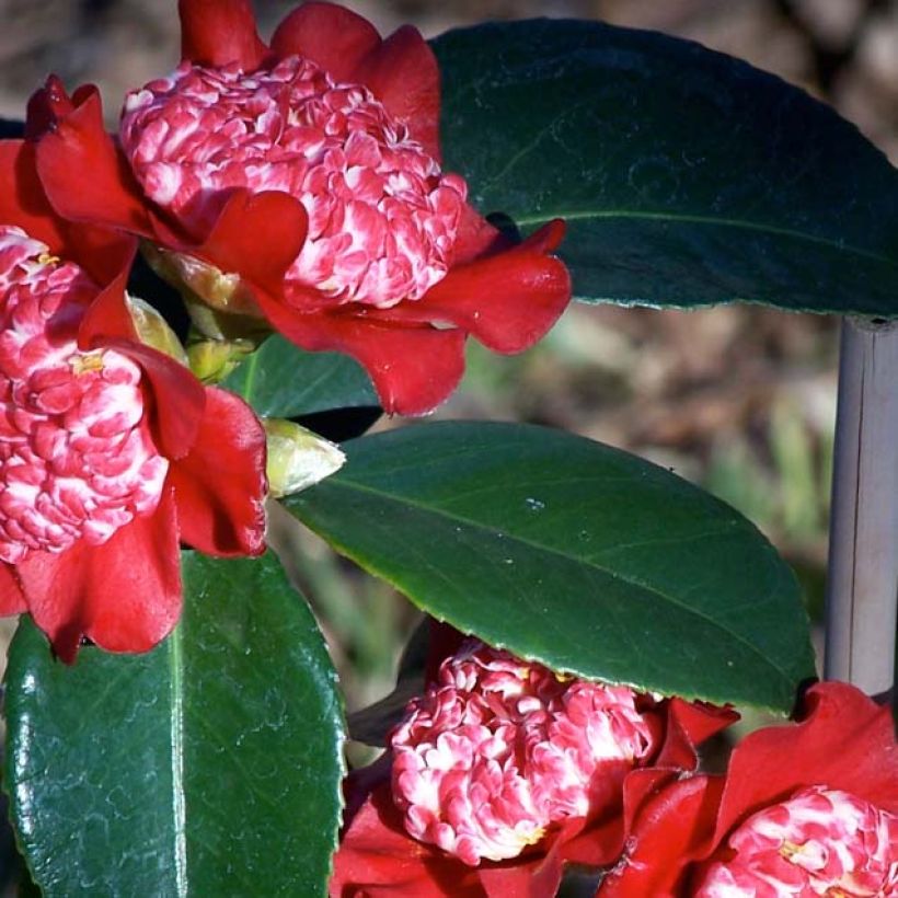 Camélia Lipstick - Camellia japonica (Feuillage)