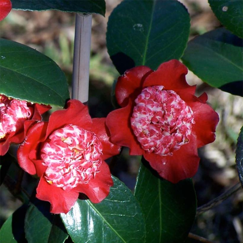 Camélia Lipstick - Camellia japonica (Floraison)