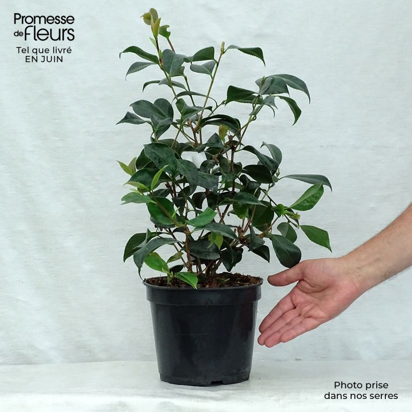 Spécimen de Camélia Lipstick - Camellia japonica Pot de 4L/5L tel que livré en été