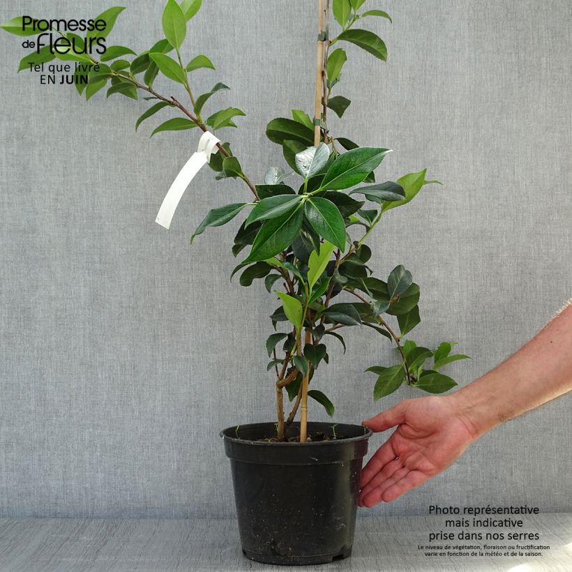 Spécimen de Camélia Lucky Star - Camellia (x) williamsii Pot de 4L/5L tel que livré en été