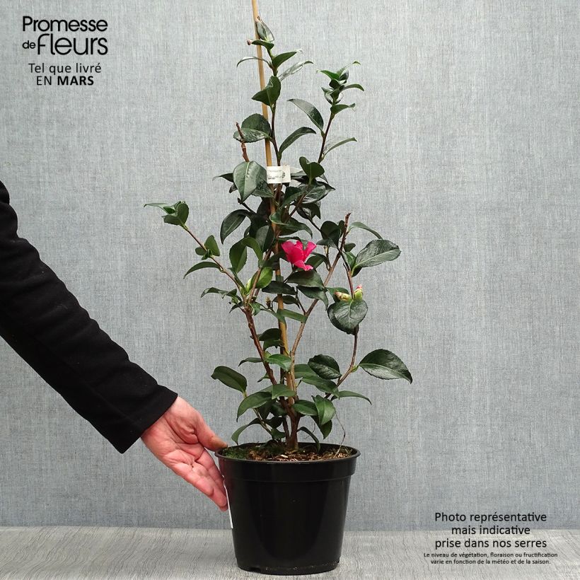 Spécimen de Camélia Lucky Star - Camellia (x) williamsii Pot de 4L tel que livré au printemps