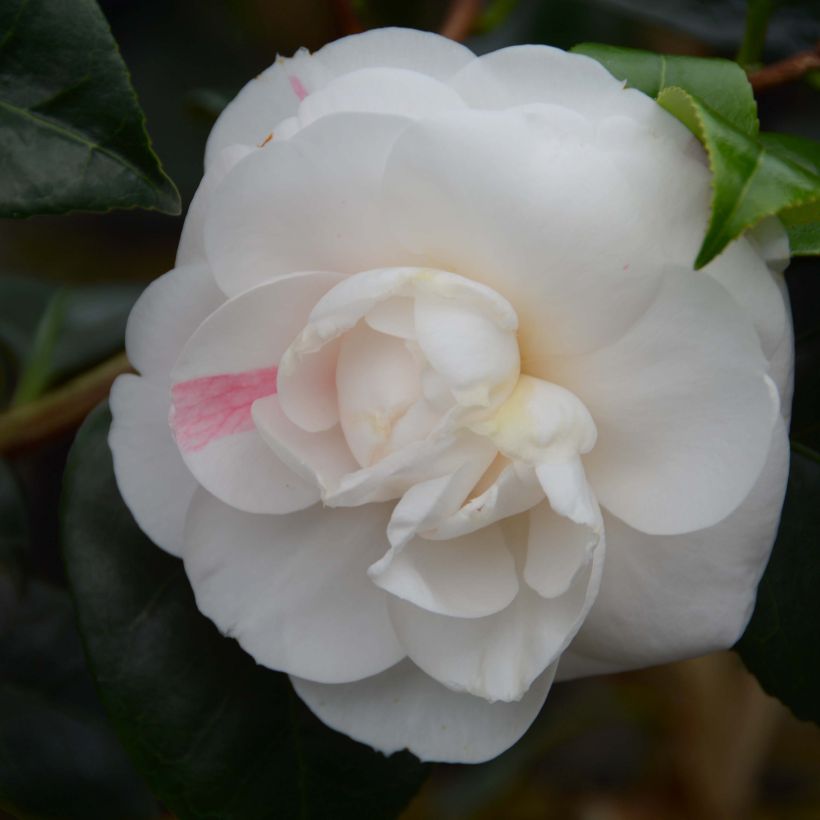 Camélia Montironi - Camellia japonica (Floraison)