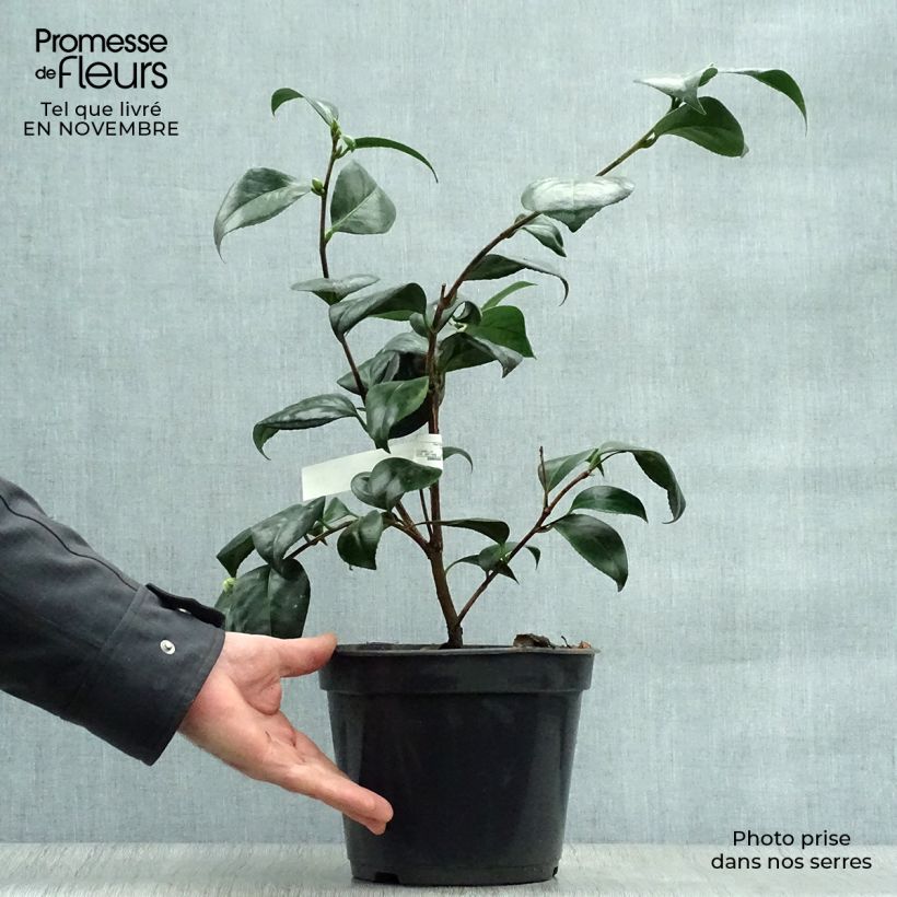 Spécimen de Camélia Montironi - Camellia japonica Pot de 4L/5L tel que livré en automne