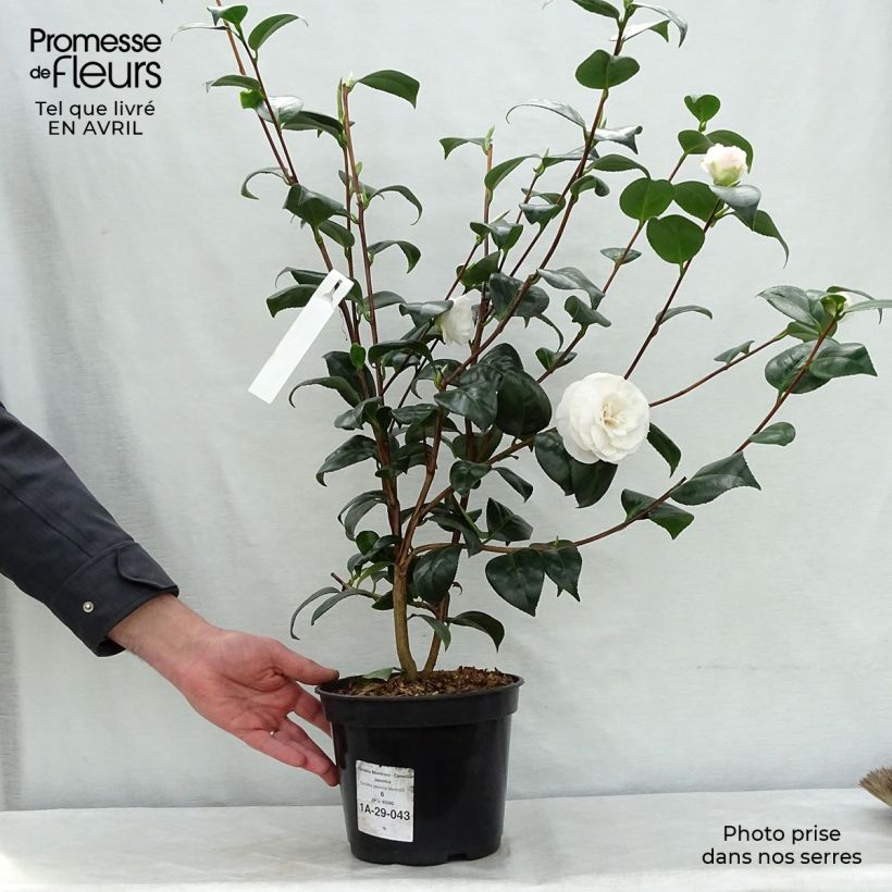 Spécimen de Camélia Montironi - Camellia japonica tel que livré au printemps