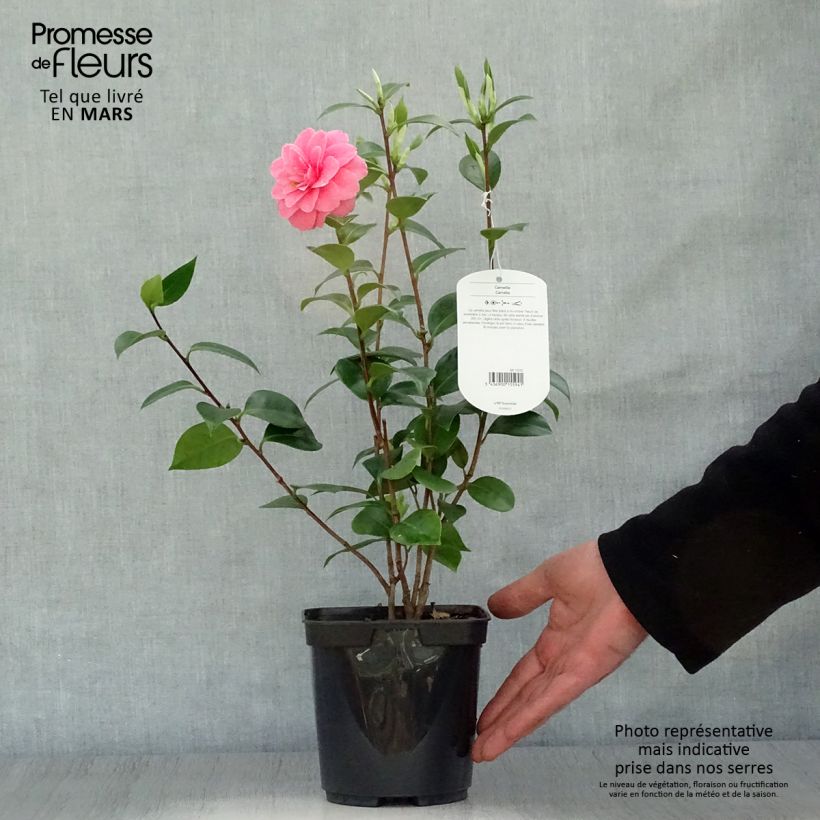 Spécimen de Camélia Mrs. Tingley - Camellia japonica Pot de 3/4L tel que livré au printemps