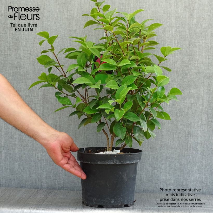 Spécimen de Camélia Mrs. Tingley - Camellia japonica Pot de 3L/4L tel que livré en été