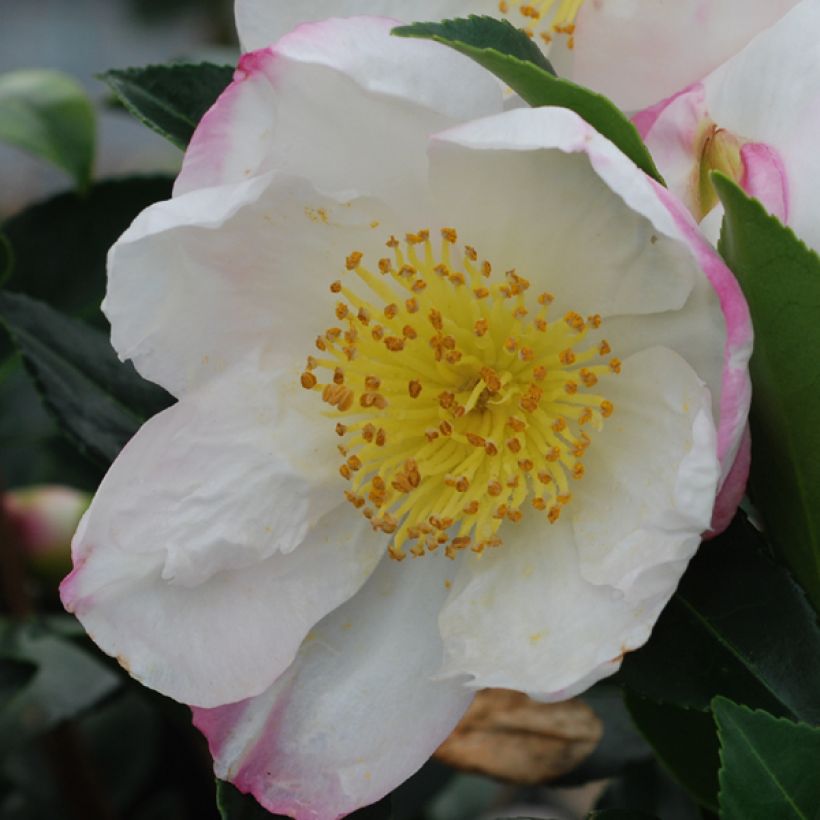 Camelia d'automne - Camelia sasanqua Narumi Gaita (Floraison)