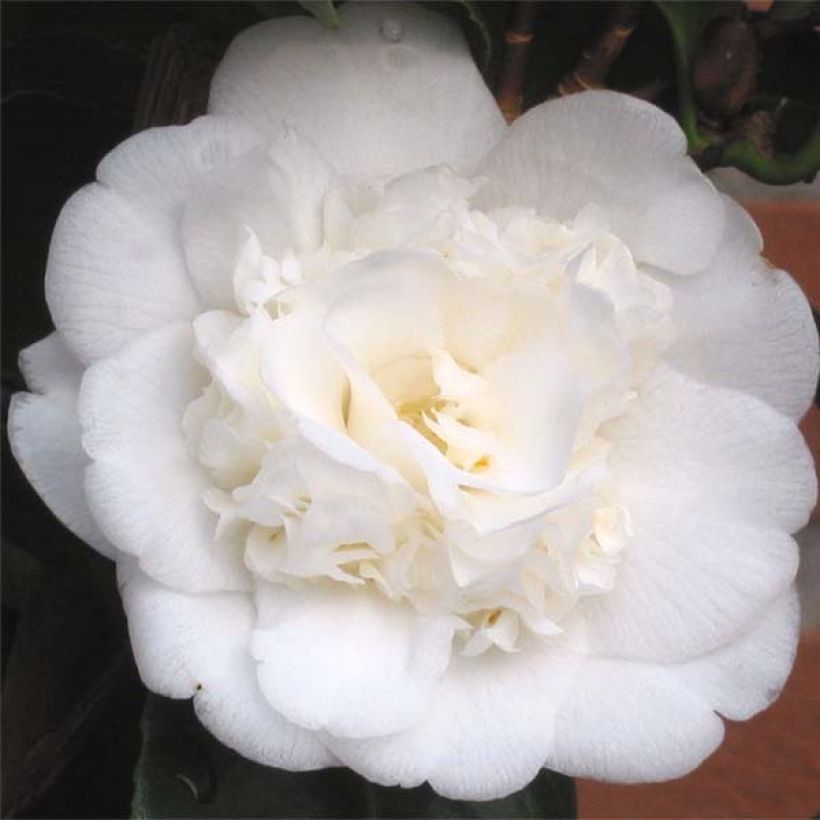 Camélia Nobilissima - Camellia japonica  (Floraison)