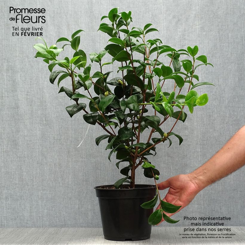 Spécimen de Camélia Nobilissima - Camellia japonica  Pot de 4L/5L tel que livré en automne