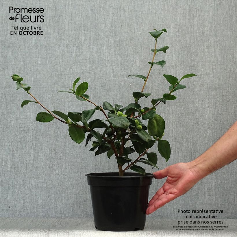 Spécimen de Camélia Okan - Camellia japonica de Higo tel que livré en automne