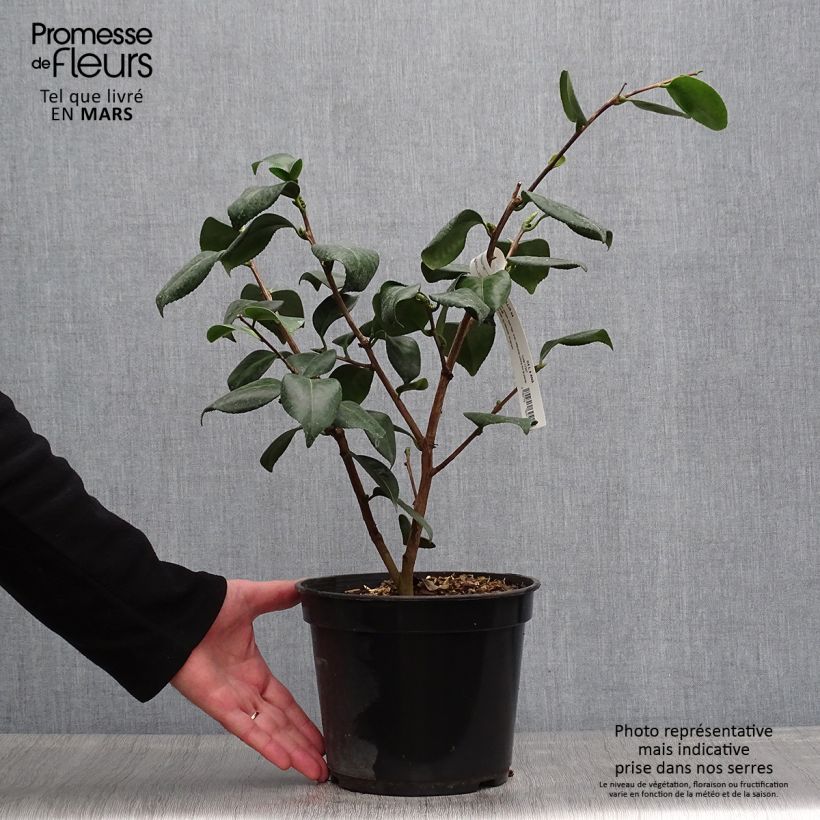 Spécimen de Camélia Okan - Camellia japonica de Higo Pot de 4L tel que livré au printemps