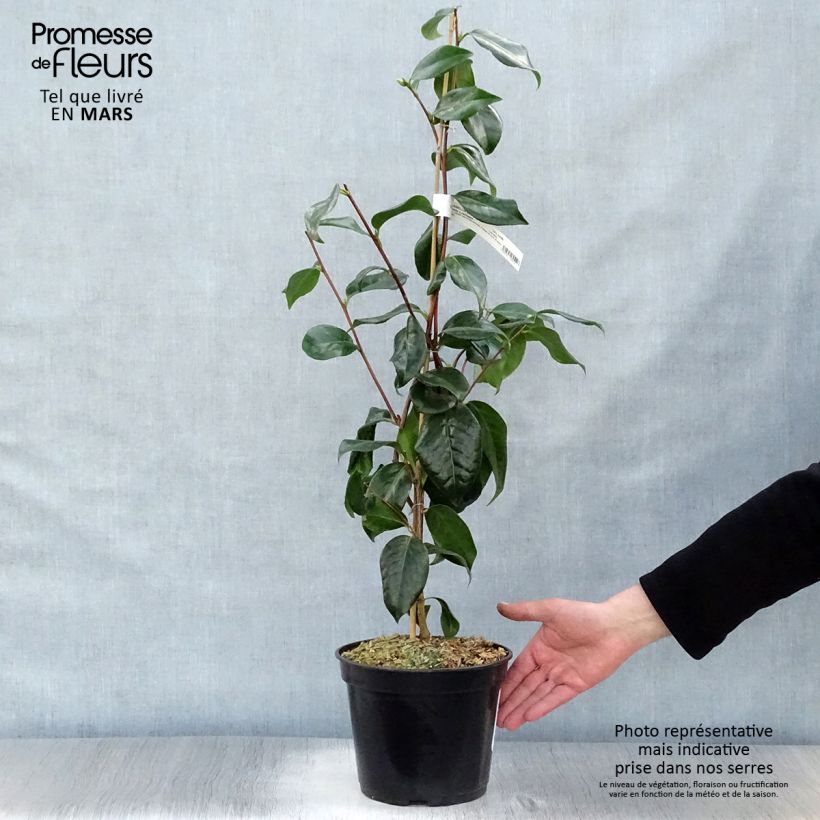 Spécimen de Camélia Paddy's Perfumed - Camellia japonica Pot de 4L/5L tel que livré au printemps