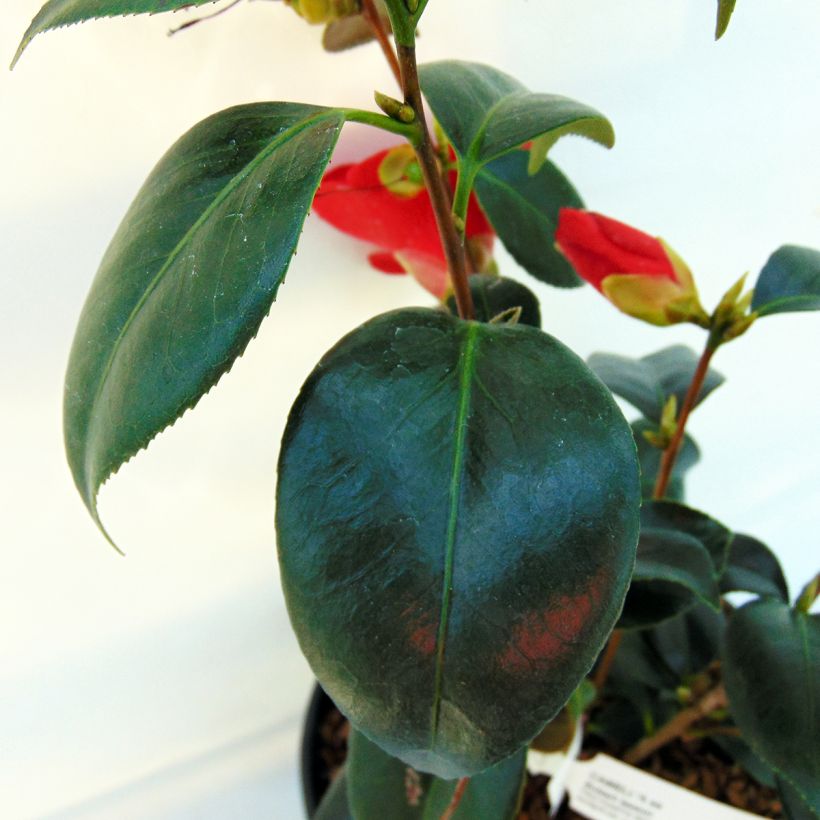 Camélia Robert Lasson - Camellia japonica (Feuillage)