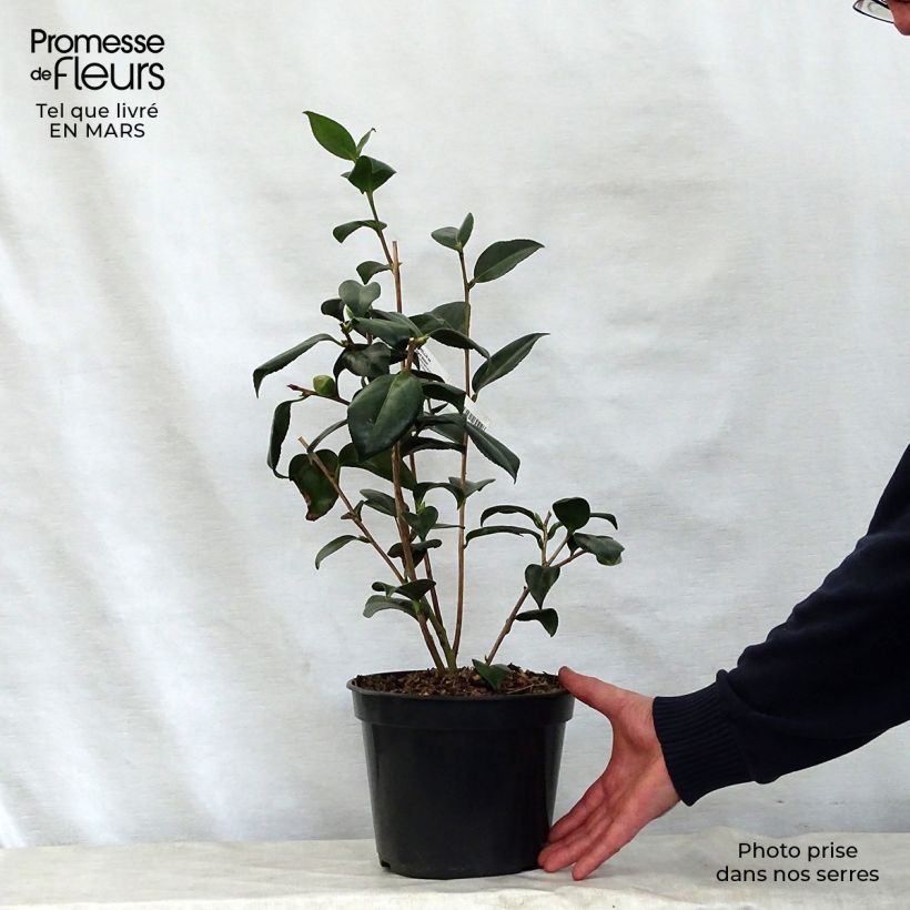 Spécimen de Camélia Robert Lasson - Camellia japonica Pot de 4L/5L tel que livré au printemps